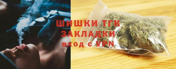 сатива Новозыбков
