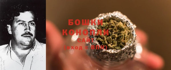 сатива Новозыбков