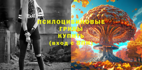 сатива Новозыбков