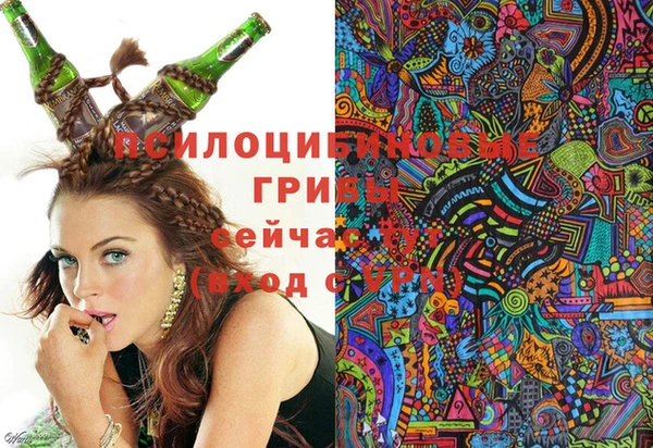 сатива Новозыбков