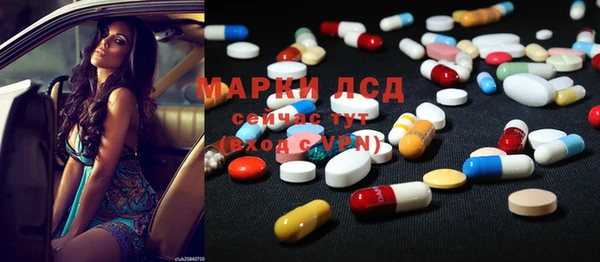 сатива Новозыбков